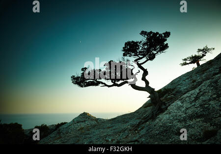 Baum und Meer bei Sonnenuntergang. Crimea Landschaft. Natur-Hintergrund Stockfoto