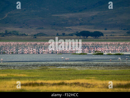 Tansania, Arusha-Region, lesser Flamingos im Krater Ngorongoro Conservation Area Stockfoto