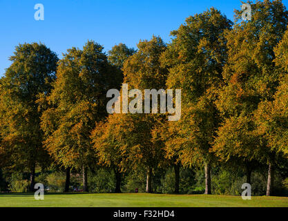 Linden Sie in Victoria Avenue im Frühherbst in den Steinbruch, Shrewsbury, Shropshire, England, UK. Stockfoto