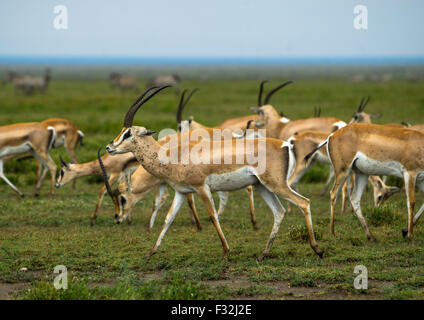 Tansania, Mara, Serengeti Nationalpark, männliche Grant Gazellen (Nanger Granti) Herde Stockfoto