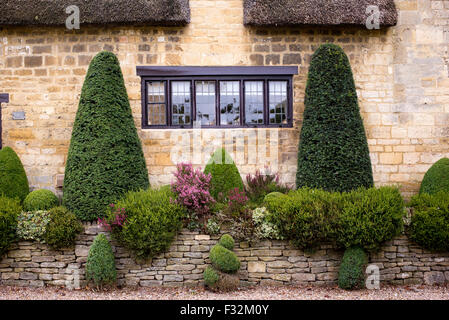 Box Formschnitt Pflanzen außerhalb einer Cotswold Cottage Wand Breite Campden, Gloucestershire, Cotswolds, England Stockfoto