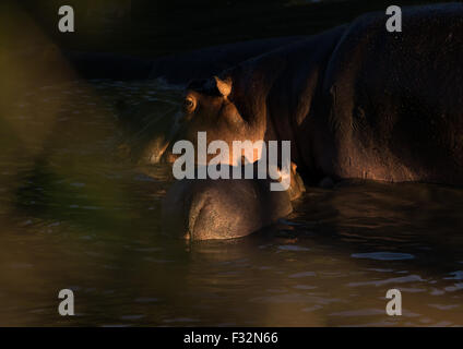 Tansania, Mara, Serengeti Nationalpark, Flusspferd (Hippopotamus Amphibius) Mutter und ein Baby in einem Fluss Stockfoto