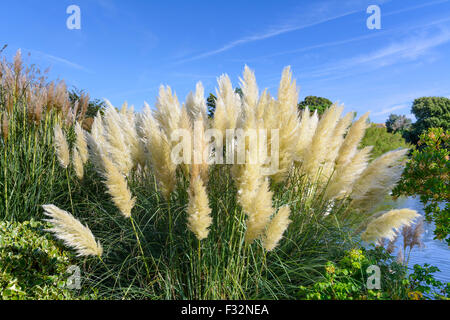 Pampas Gras (Cortaderia selloana) wächst in der Nähe von Wasser im Sommer in England, Großbritannien. Stockfoto