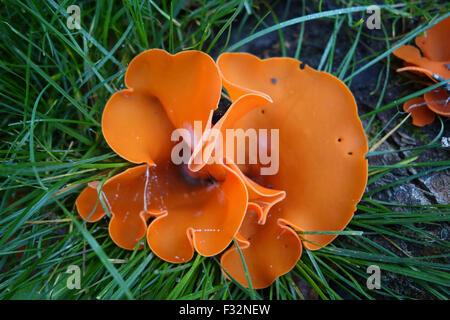 Orange Peel Pilz Pilze Aleuria Aurantia in Großbritannien Stockfoto