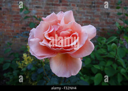 Rosa "Just Joey" Hybrid Tea rose Stockfoto