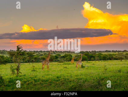 Tansania, Mara, Serengeti Nationalpark, Giraffe (Giraffa Giraffe) Stockfoto