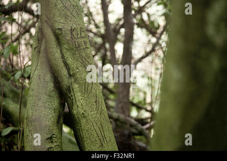 Namen in einen Baum geschnitzt. Stockfoto