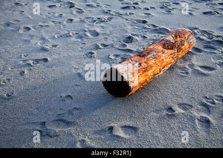 Treibholz. Stockfoto