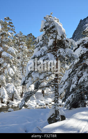 Winterwald im Marcadau-Tal Stockfoto