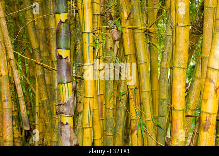 Die Stiele Bambus (Bambusoideae) Nahaufnahme in Twin Falls, Hana Highway, Maui, Hawaii im August Stockfoto