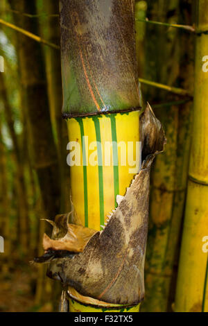 Die Stiele Bambus (Bambusoideae) Nahaufnahme in Twin Falls, Hana Highway, Maui, Hawaii im August Stockfoto