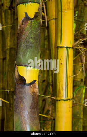 Die Stiele Bambus (Bambusoideae) Nahaufnahme in Twin Falls, Hana Highway, Maui, Hawaii im August Stockfoto