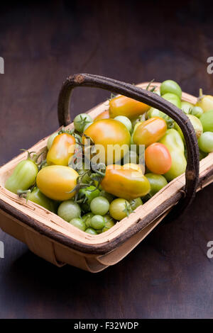 Lycopersicon Esculentum. Unreife grüne Tomaten am Ende des Sommers in ein Trug. Stockfoto