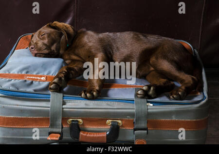 Chocolate Labrador Retriever Welpe schlafend auf einem Koffer Stockfoto