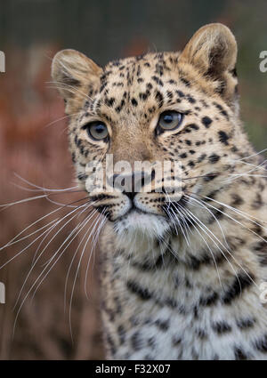 Schöne weibliche Amur Leoparden Stockfoto