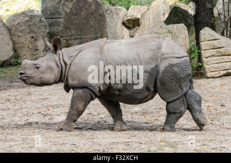 Das Panzernashorn (Rhinoceros Unicornis) am Zoo Warschau Stockfoto