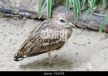 Der eurasische Steincurlew, Burhinus oedicnemus Stockfoto