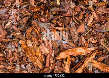 Rinde Stücke auf dem Boden liegend. Natur-Textur-Hintergrund. Rinde der Rinde eines Baumes Stockfoto