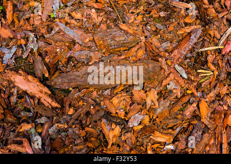 Rinde Stücke auf dem Boden liegend. Natur-Textur-Hintergrund. Rinde der Rinde eines Baumes Stockfoto