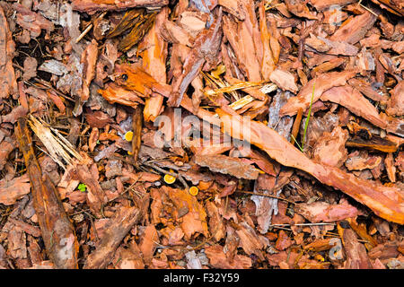 Rinde Stücke auf dem Boden liegend. Natur-Textur-Hintergrund. Rinde der Rinde eines Baumes Stockfoto