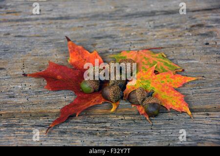 Im Herbst Eicheln auf bunten Ahorn Blätter auf rustikalen Holz. Stockfoto