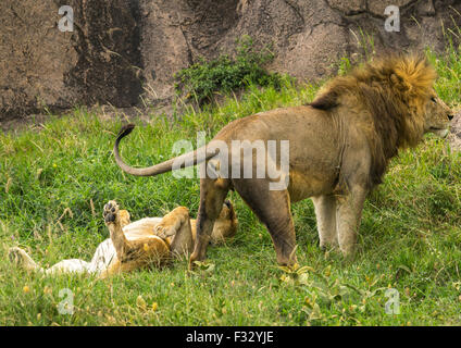 Tansania, Mara, Serengeti Nationalpark, afrikanischen Löwen (Panthera Leo) männliche und weibliche knurrend nach der Paarung Stockfoto