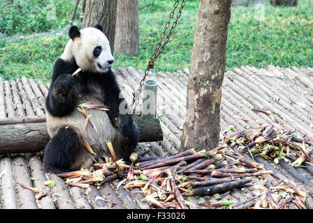 Giant Pandabär Stockfoto