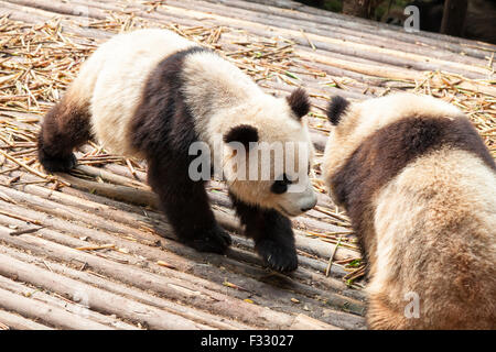 Giant Pandabär Stockfoto