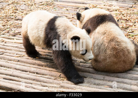 Giant Pandabär Stockfoto