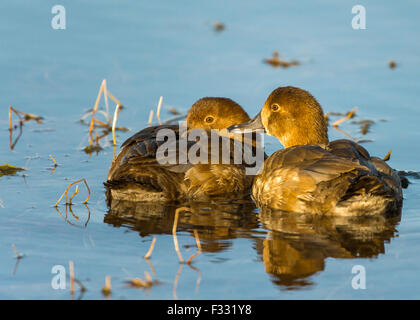 Grün – Winged Teal Stockfoto