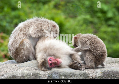 Zwei wilde japanische Makaken (Macaca fuscata), die einen anderen Affen auf einem Felsen im Wald umhertragen, Japanische Alpen, Honshu Island, Japan Stockfoto