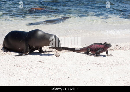 Galapagos Seelöwe (Zalophus wollebaeki) jagt den Marine-Iguana-Männchen in der roten Farbe der Brutsaison (Amblyrhynchus cristatus) am Strand der Insel Espanola Stockfoto