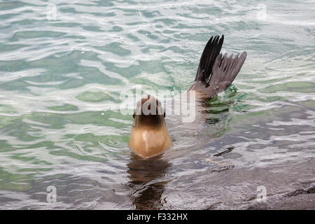 Galapagos-Seelöwe (Zalophus Wollebaeki) Stockfoto