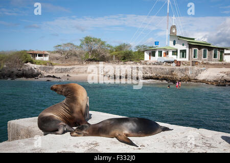 Galapagos Sea Lions schlummern auf dem Dock der Stadt Puerto Velasco Ibarra auf Floreana, der ersten bewohnten Insel des Archipels. Zalophus wollebaeki Stockfoto