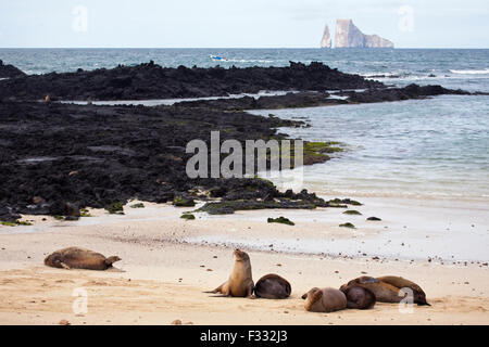 Galapagos Seelöwen (Zalophus wollebaeki) am Strand von San Cristobal Island, Galapagos Inseln Stockfoto