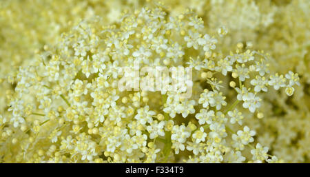 Hintergrund von Blossom Holunderblüten Stockfoto