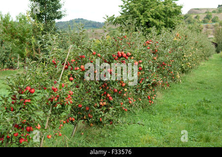 Elstar, Apfel, Malus, Domestica, Stockfoto