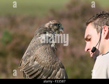 Vogel Handler mit einem Handheld Sakerfalke während einer greifvogelschau in Hilvarenbeek Beekse Bergen Zoo, Die Niederlande Stockfoto