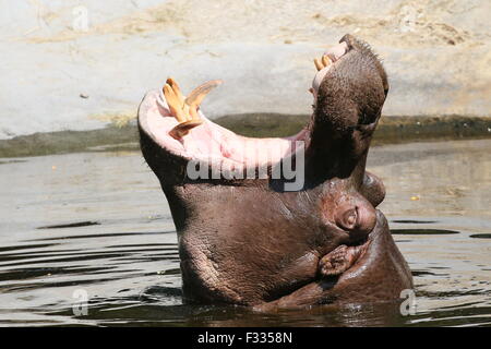 Brüllen afrikanische Flusspferd (Hippopotamus Amphibius) in Nahaufnahme, Aufzucht Kopf hoch aus dem Wasser Stockfoto