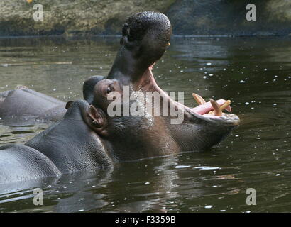Afrikanische Flusspferd (Hippopotamus Amphibius) in Nahaufnahme, Aufzucht Kopf hoch aus dem Wasser Stockfoto
