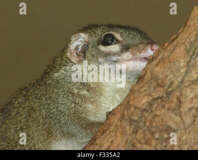 Southeast Asian gemeinsamen Baum Spitzmaus (Modellorganismus Glis) Stockfoto