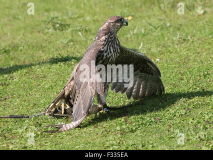 Saker Falcon Erfassung Köder an einer Schnur und Abschirmung es während einer Raubvogel-Show im Zoo von Beekse Bergen, Niederlande Stockfoto