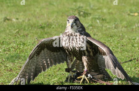 Sakerfalken Erfassung Köder an einer Schnur während einer Raubvogel-Show im Zoo von Beekse Bergen, Niederlande Stockfoto