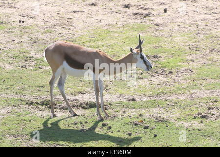 Südafrikanischen Springbock (Antidorcas Marsupialis) Stockfoto