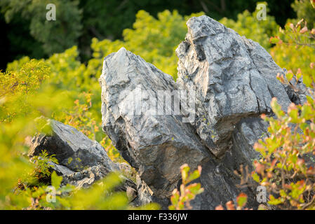 Felsen im Busch Stockfoto
