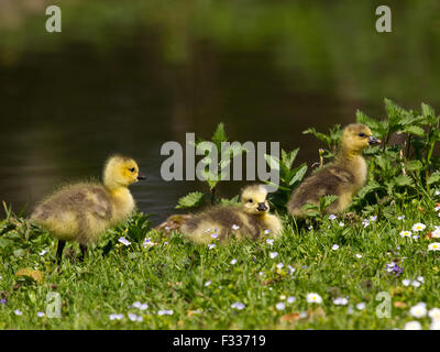 Kanada-Gans Küken (Branta Canadensis), Bayern, Deutschland Stockfoto