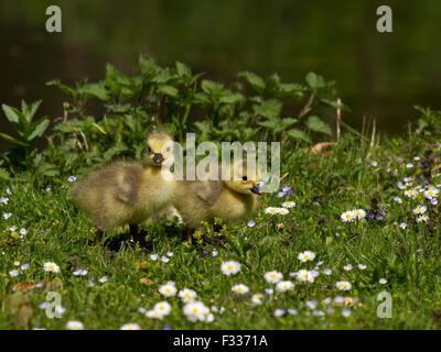 Kanada-Gans Küken (Branta Canadensis), Bayern, Deutschland Stockfoto