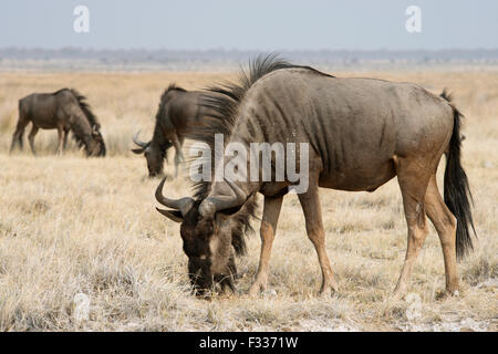 Blaue Gnus (Connochaetes Taurinus), Etosha Nationalpark, Namibia Stockfoto