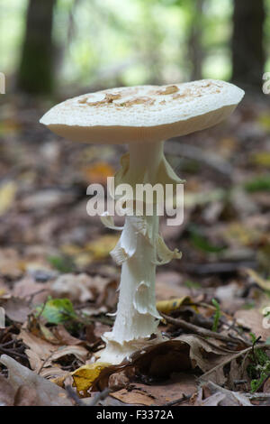 Falscher Tod Cap (Amanita Citrina), Emsland, Niedersachsen, Deutschland Stockfoto