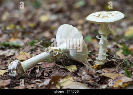 Falscher Tod Cap (Amanita Citrina), Emsland, Niedersachsen, Deutschland Stockfoto